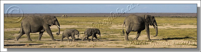 _MG_2492+famille elephant